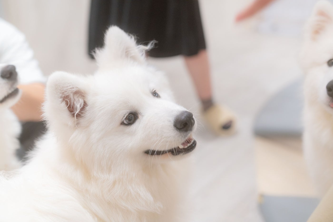 Samoyed Lounge moffu/提供画像