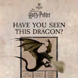 「ドラゴン出没」イベント概要/提供画像