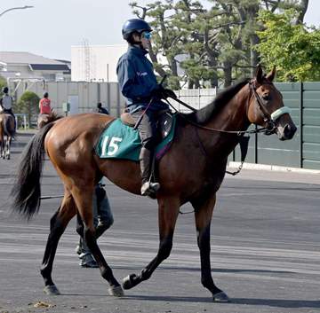 【新馬戦】サンライズジャポネ 馬体は530キロ台漂う大物感 前川師が素質評価「長く脚使うタイプ。ポテンシャル高い」