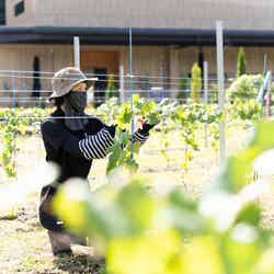 7c villa & winery/提供画像