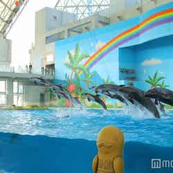 史上最多13頭のイルカが豪快にジャンプ！八景島シーパラダイスのショーがリニューアル／画像提供：横浜八景島