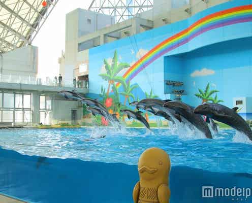 史上最多13頭のイルカが豪快にジャンプ!八景島シーパラダイスのショーがリニューアル