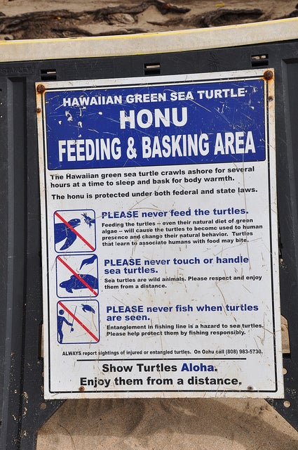ウミガメ観賞の際の注意書き／sign at Laniakea (aka Turtle Beach) by Anosmia