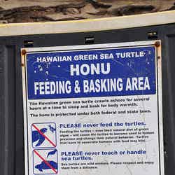 ウミガメ観賞の際の注意書き／sign at Laniakea (aka Turtle Beach) by Anosmia