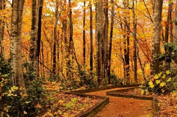 浅草山麓エコ・ミュージアム／提供素材