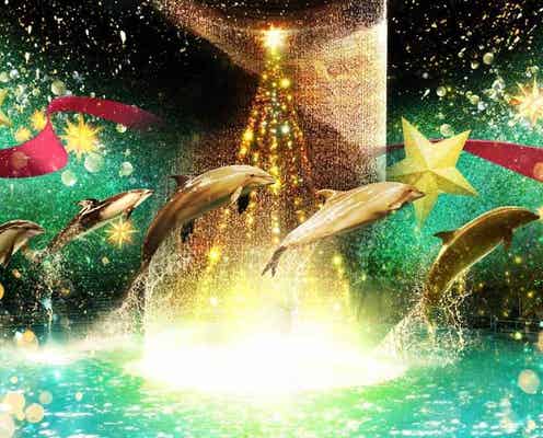 「アクアパーク品川」星降る海のクリスマス 新感覚ドルフィンパフォーマンスは必見