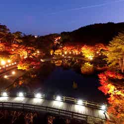 もみじライトアップ/提供画像