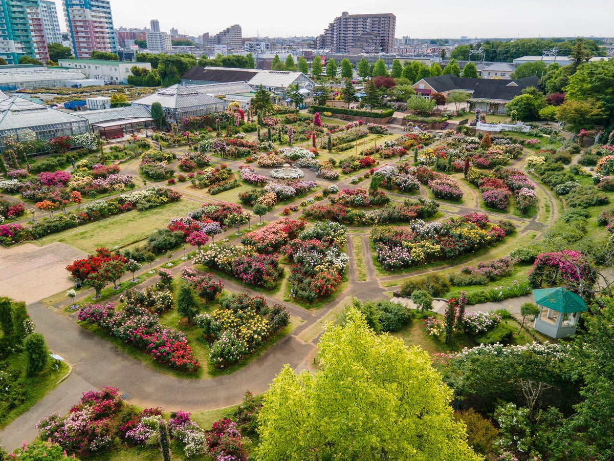 京成バラ園／画像提供：京成バラ園芸