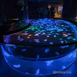 すみだ水族館(C)モデルプレス