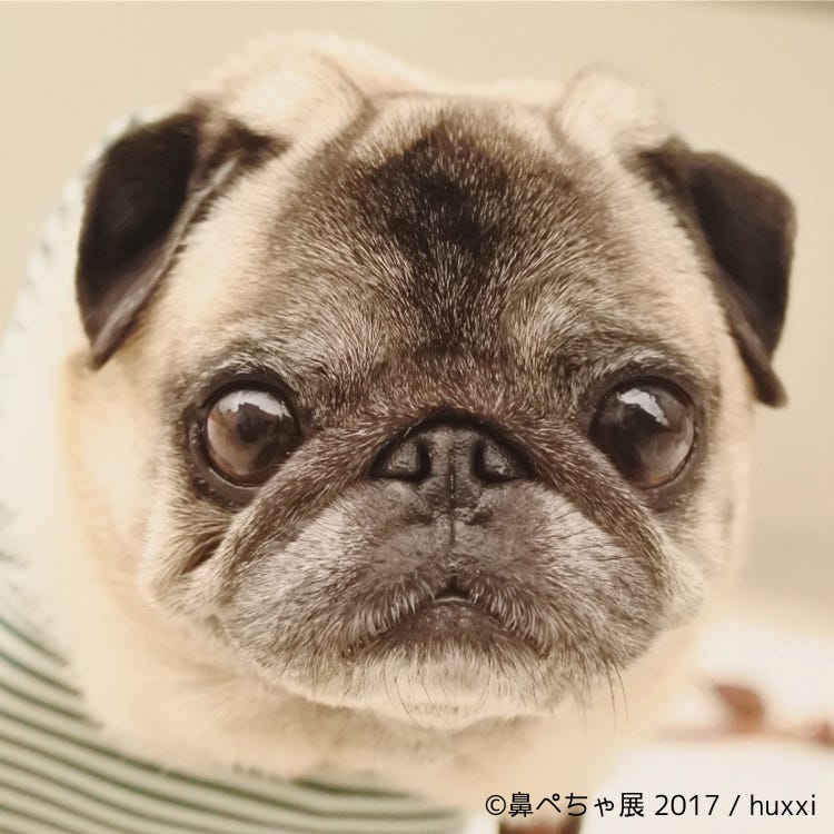 画像4 7 愛すべき 鼻ぺちゃ犬 の写真展 作品300点超を展示 チワワ パグ ぶさかわな魅力爆発 モデルプレス