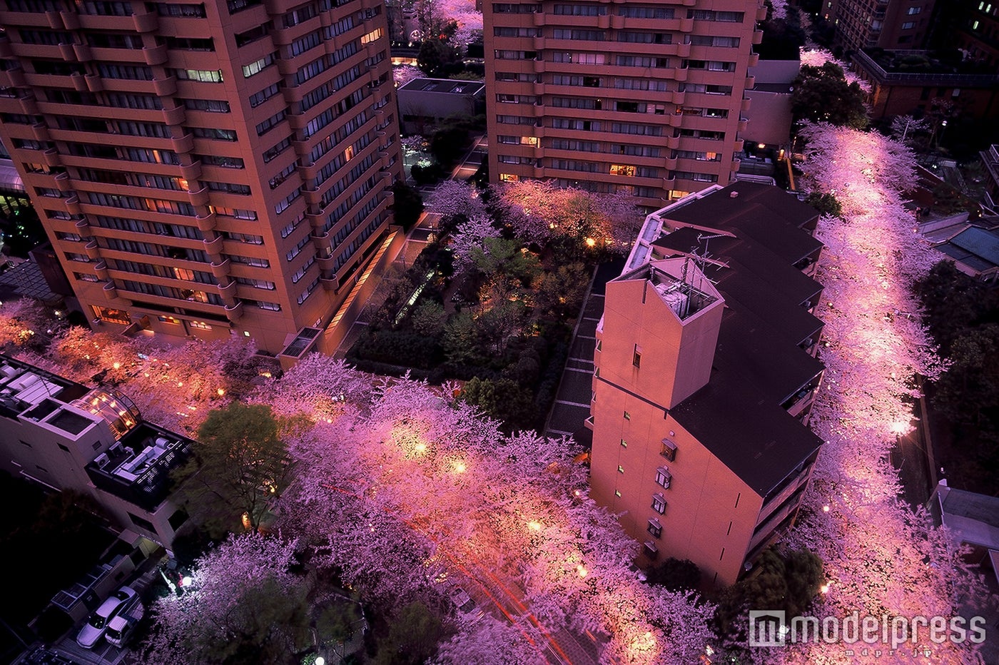 ライトアップにより作り出される幻想的な雰囲気の夜桜／画像提供：森ビル
