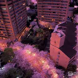 ライトアップにより作り出される幻想的な雰囲気の夜桜／画像提供：森ビル