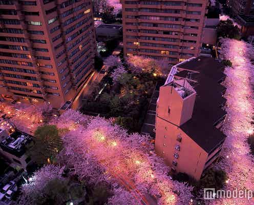 彼とのんびりお花見デート 東京の桜開花スポット7選