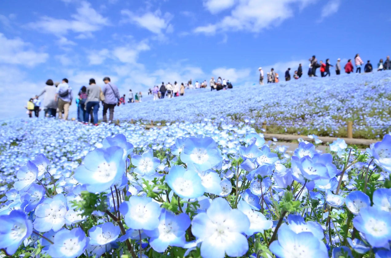 国営ひたち海浜公園／提供画像