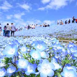 国営ひたち海浜公園/提供画像
