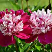 恋愛心理テスト あなたが欲しい兄弟は モデルプレス 恋愛心理テスト あなたが欲しい兄弟は モデルプレス