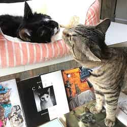 保護猫が店員の“猫本だらけの本屋”、三軒茶屋「キャッツミャウブックス」が話題／画像提供：Cat’s Meow Books