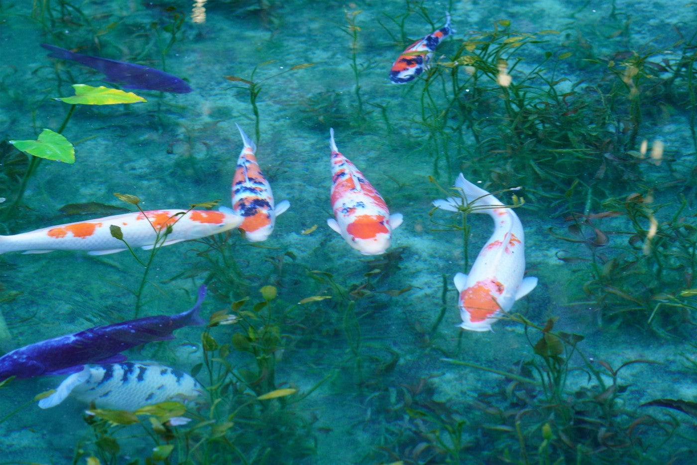 今では国内・海外からの観光客も大勢訪れる人気スポットに／提供画像