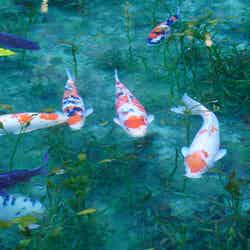 今では国内・海外からの観光客も大勢訪れる人気スポットに/提供画像