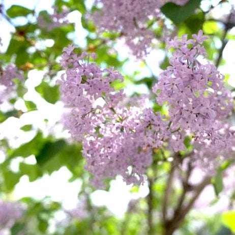 未来への 希望 を意味する花言葉を持つ花15選 夢に向かう人への贈り物にも最適 モデルプレス 未来への 希望 を意味する花言葉を持つ花15選 夢に向かう人への贈り物にも最適 モデルプレス