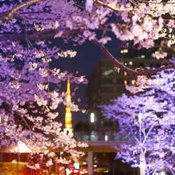 全長約200mの桜並木がライトアップ（昨年の様子）／画像提供：東京ミッドタウンマネジメント株式会社