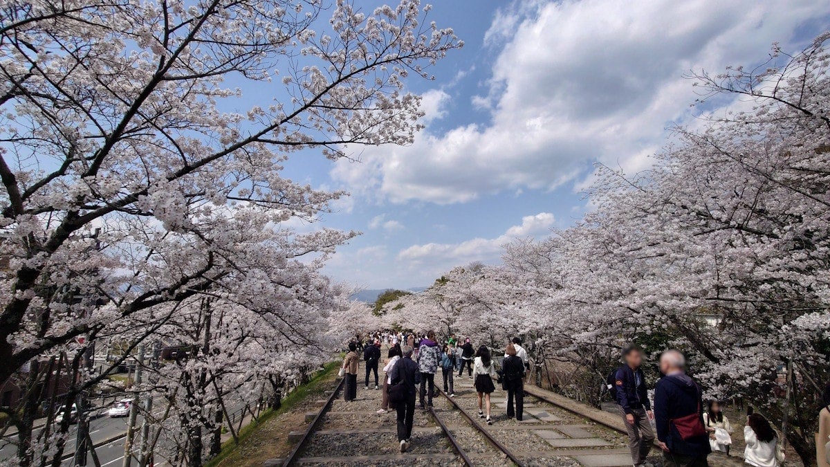 国宝に指定された蹴上インクラインの桜並木を楽しむ人々（2025年4月7日撮影）