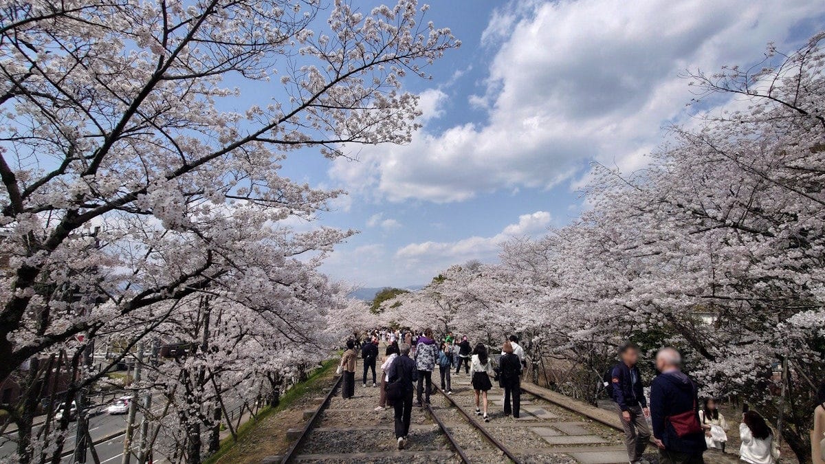 国宝に指定された蹴上インクラインの桜並木を楽しむ人々（2025年4月7日撮影）