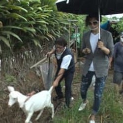 GACKTが幼少期を過ごした沖縄県大宜味村に爆買い恩返し!軽トラ運転、子ヤギ購入…ついには沖縄なまりが