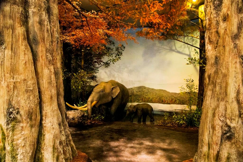 ゾウのいる森／画像提供：滋賀県立琵琶湖博物館