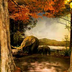 ゾウのいる森/画像提供:滋賀県立琵琶湖博物館