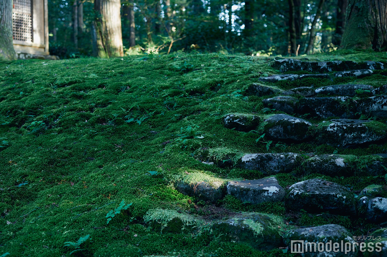 どこを見渡してもびっしりと苔むしている風景は圧巻です。 （C）モデルプレス