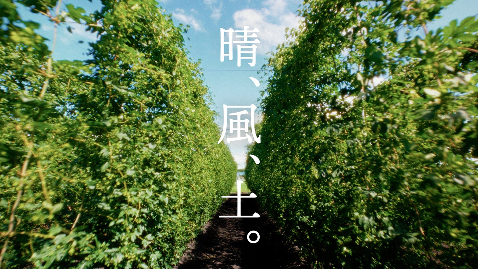 「キリンビール 晴れ風」 新TVCM「晴、風、土。」収穫篇