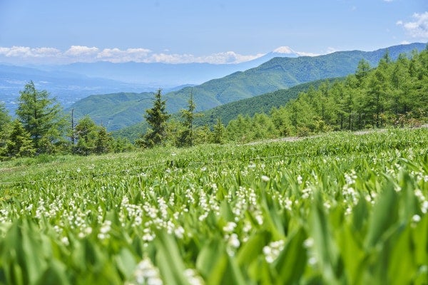 高原×すずらんの絶景。長野・富士見パノラマリゾートで「120万本のすずらん祭り」開催中！