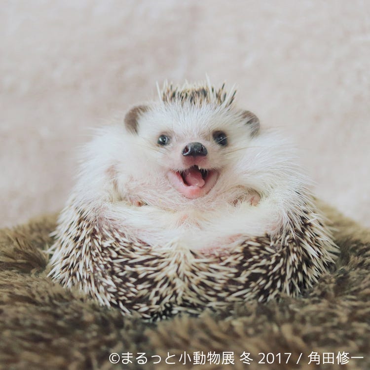 画像12 13 まるっと小動物展 世界中が注目するハリネズミ初登場 小動物が主役の作品350点を展示 モデルプレス