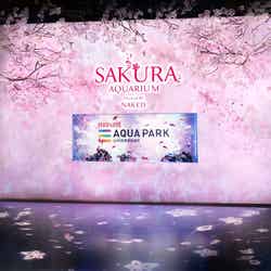 「桜便り」※イメージ/画像提供:横浜八景島