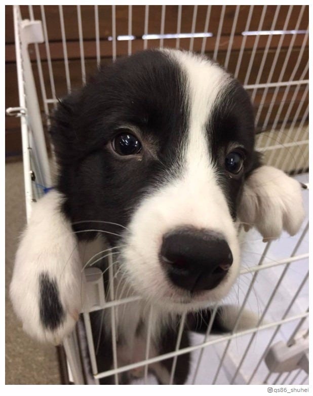 野村周平が 夜会 きっかけで犬を飼う 水原希子も反応 モデルプレス 野村周平が 夜会 きっかけで犬を飼う 水原希子も反応 モデルプレス