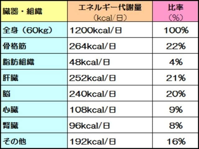 ヒトの臓器・組織における安静時代謝量