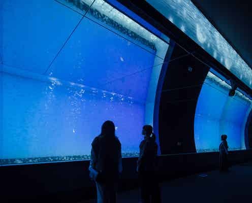 「アクアワールド 茨城県大洗水族館」1万匹のクラゲ大水槽&サメVR水槽など新展示誕生