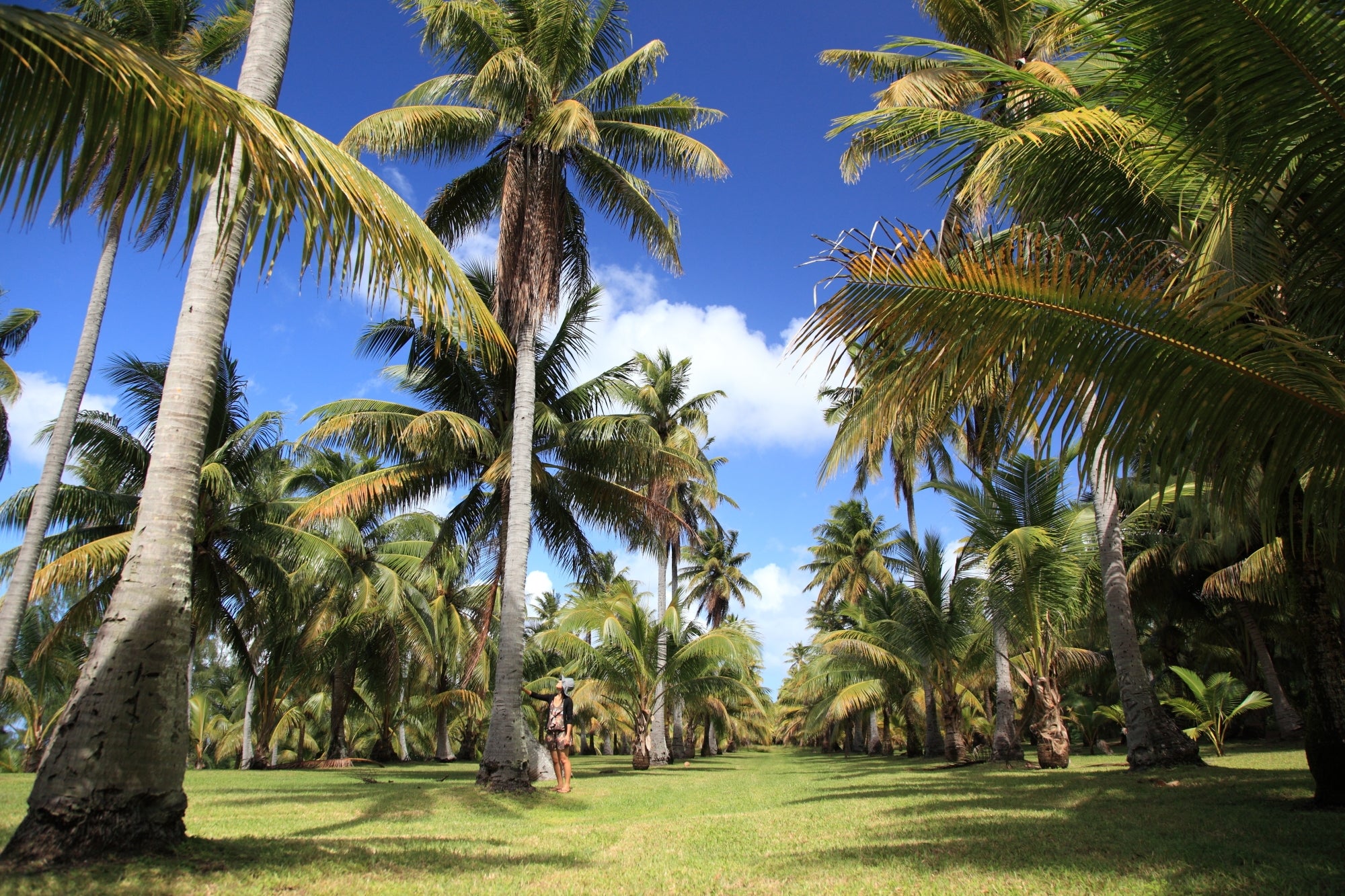 南国を象徴するヤシの木が立ち並ぶ姿は圧巻（C）マリアナ政府観光局／MVA