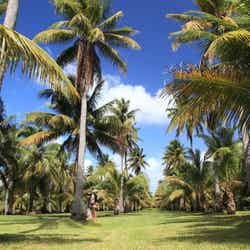 南国を象徴するヤシの木が立ち並ぶ姿は圧巻(C)マリアナ政府観光局/MVA