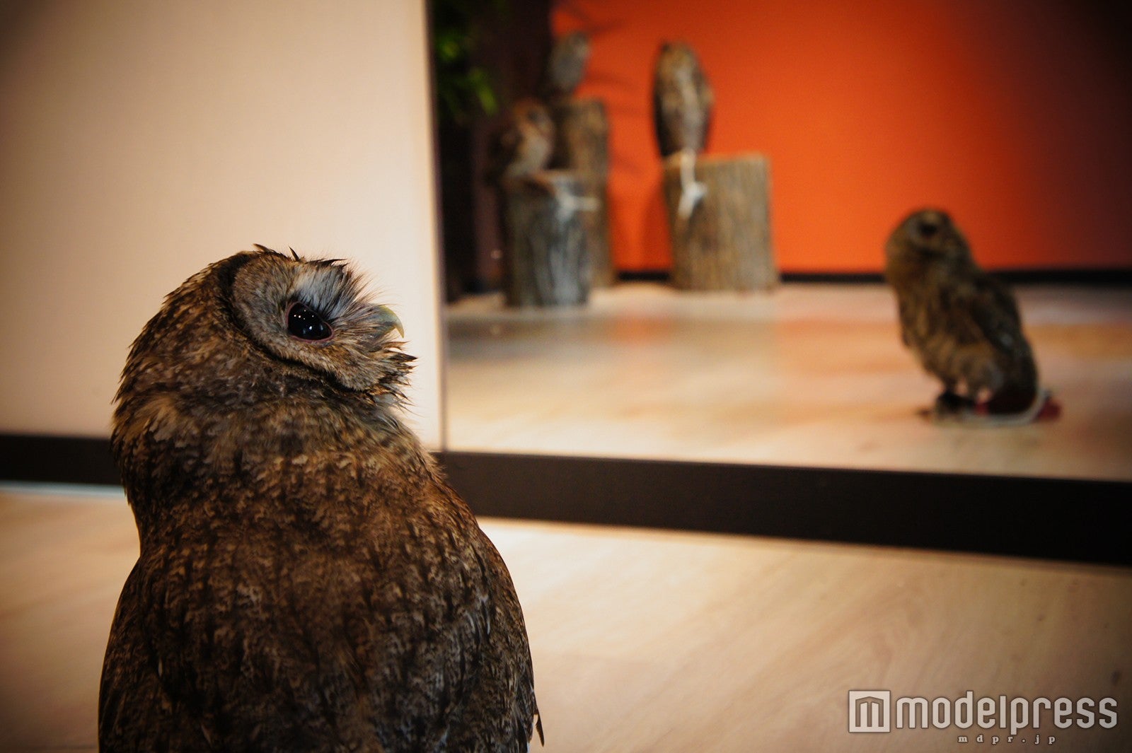 壁の面によって朱色や藍色・白・黒とバックの色を変えられる／画像提供：ナックス