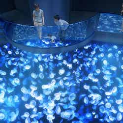 クラゲの新体感水槽「ビッグシャーレ」(イメージ)/画像提供:すみだ水族館