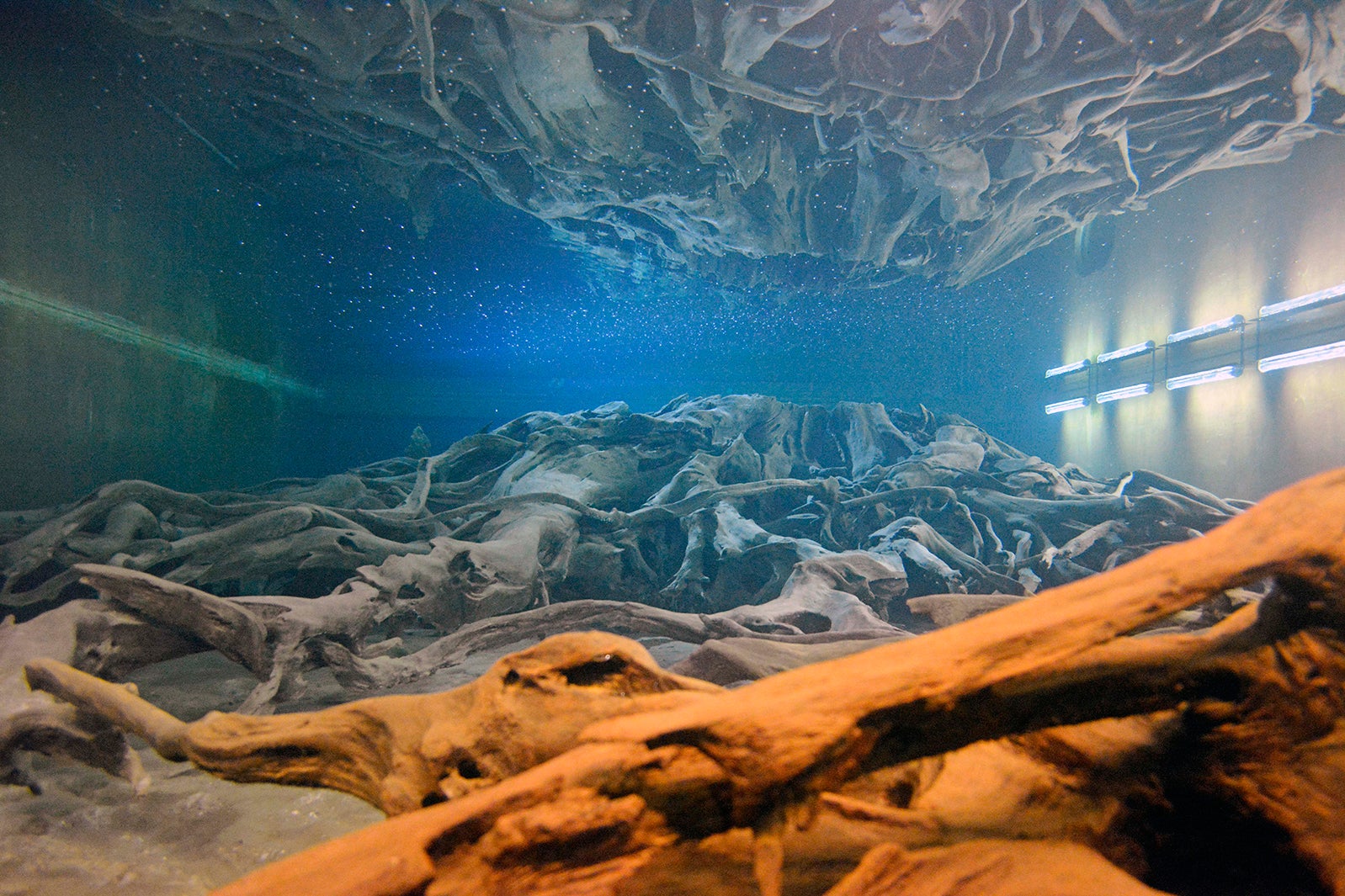 魚津埋没林博物館／画像提供：魚津埋没林博物館