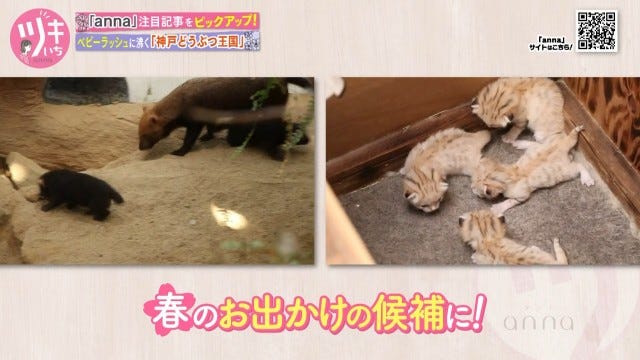 大人も子どもも癒される…♡人気動物園に“ブッシュドッグ”のかわいい赤ちゃんが誕生