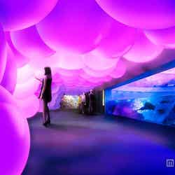 「呼応する球体と夜の魚たち/Resonating Spheres and Night Fish」/画像提供:新江ノ島水族館