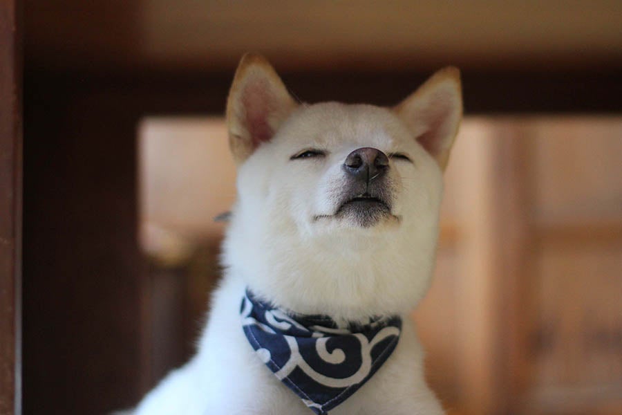 原宿乃豆柴カフェ豆柴