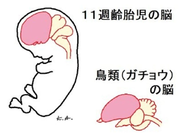 人間の11週齢胎児の脳は、鳥類の脳に似ている。ピンク色が大脳に相当。(筆者が作成したオリジナル図)