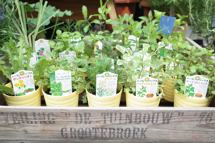 MIKAN ペペロミアとピレア