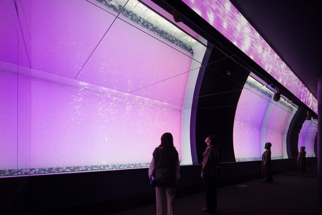 クラゲ大水槽[クラゲ365] （提供画像）