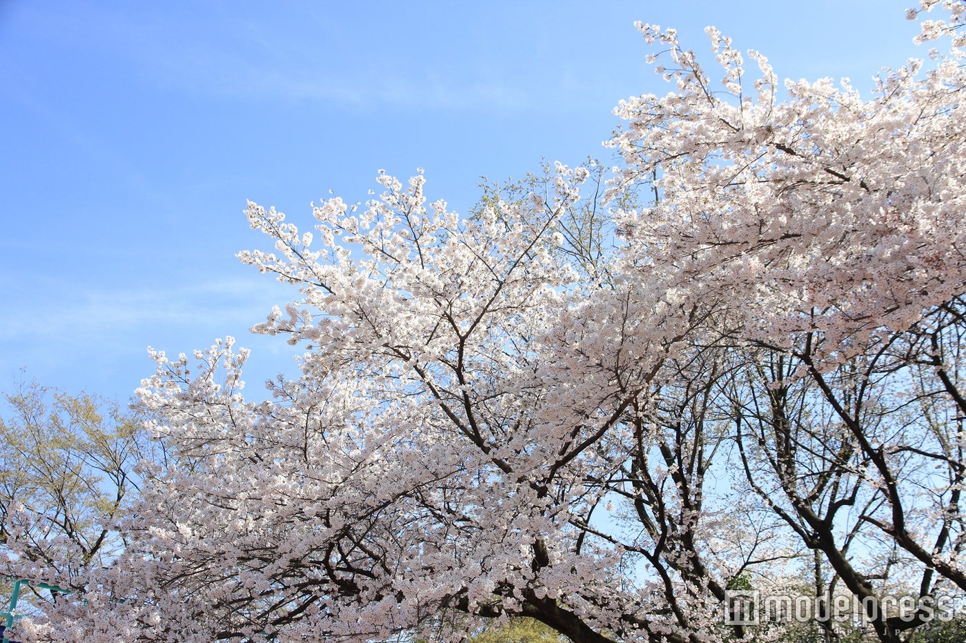 としまえんの桜／画像提供：としまえん